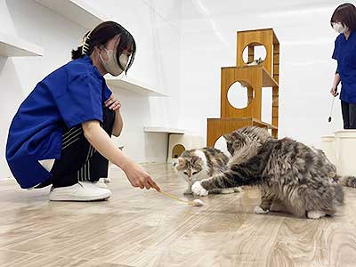 動物とのふれあい