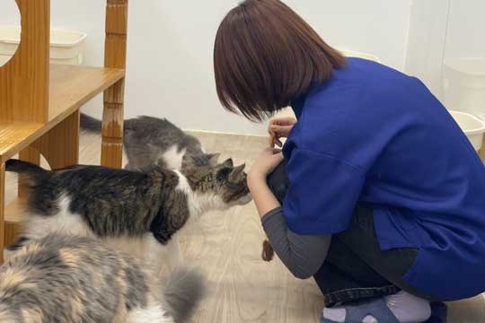 動物のお世話補助